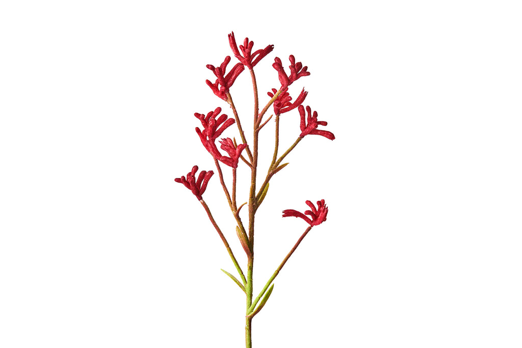 Urban Greens Australian Native Flowers Grow Kit - Kangaroo Paws
