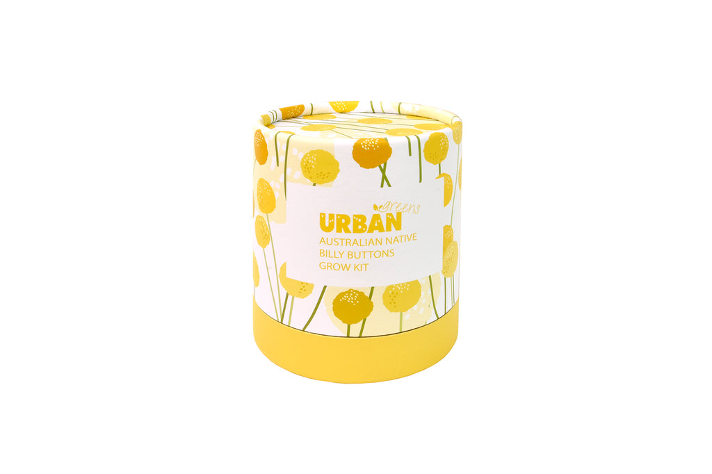 Urban Greens Australian Native Flowers Grow Kit - Billy Buttons
