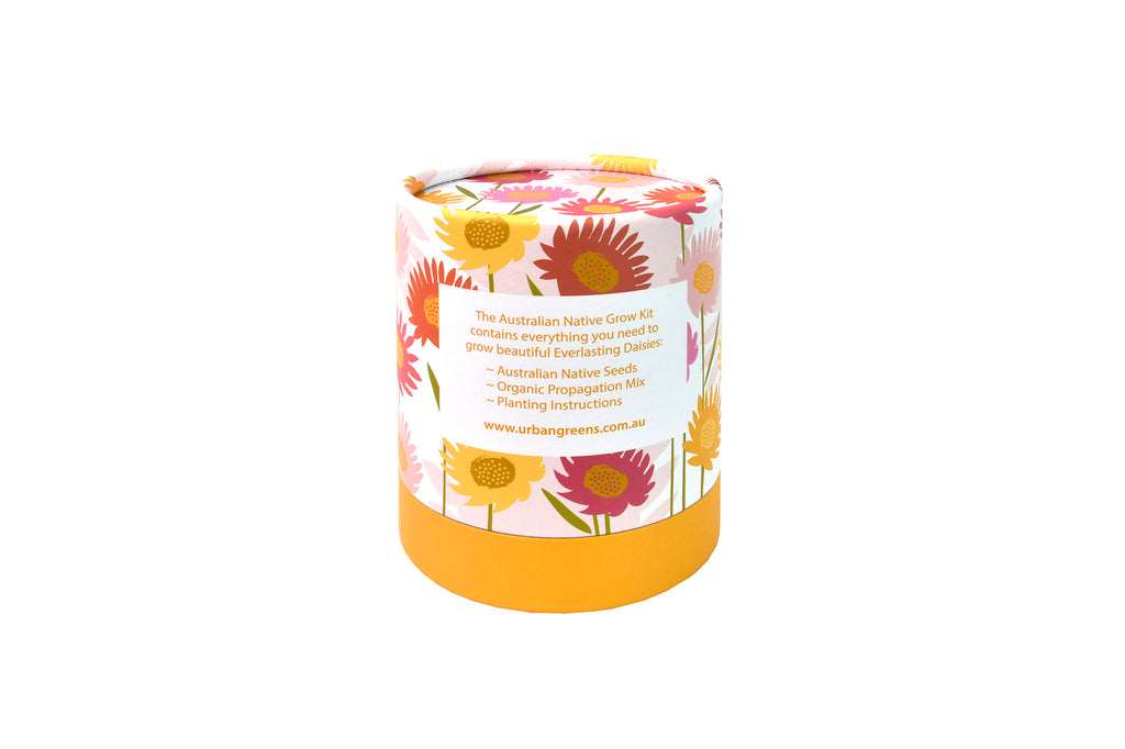 Urban Greens Australian Native Flowers Grow Kit - Everlasting Daisies