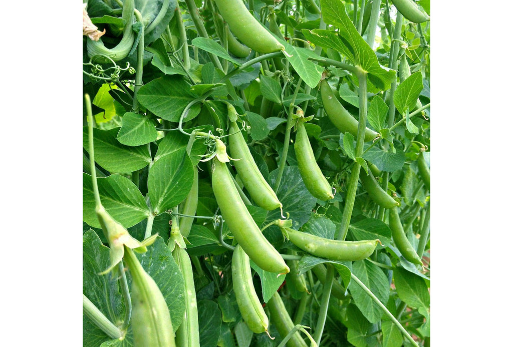 Grow Organic Veggies - Snap Peas