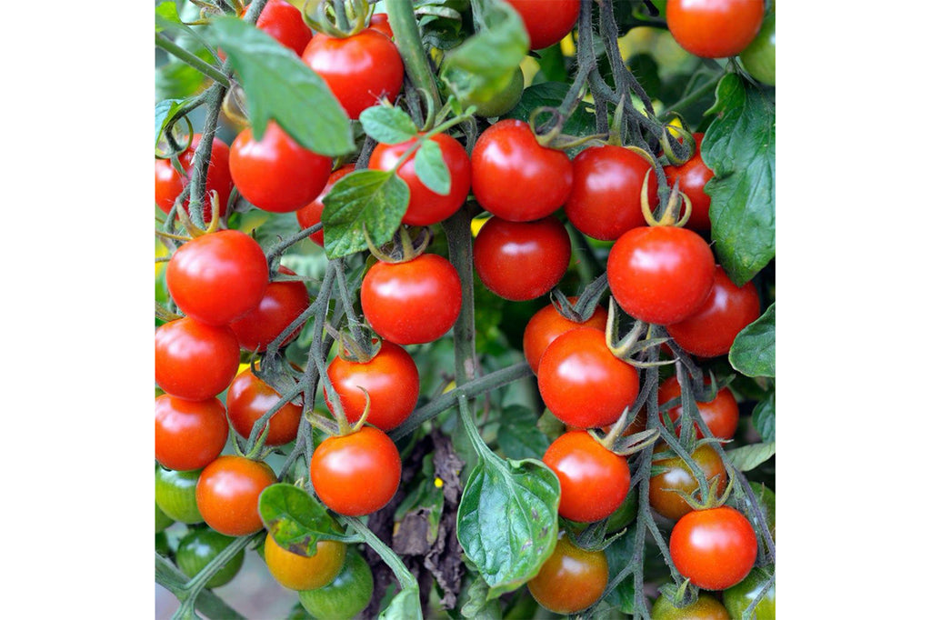 Grow Organic Veggies - Cherry Tomatoes