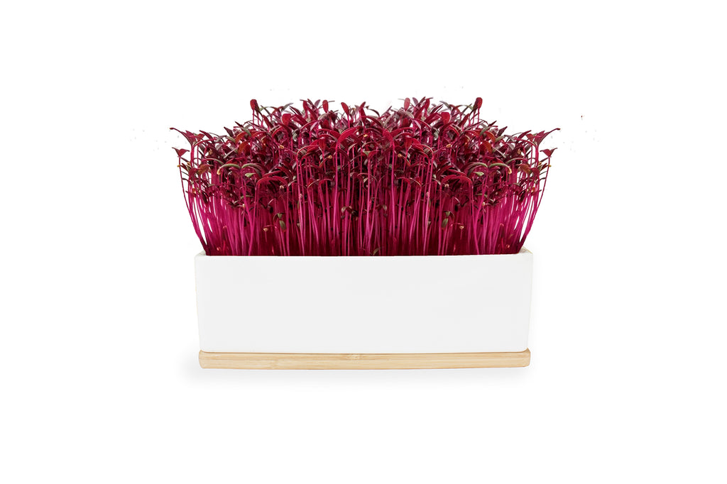 Urban Greens Ruby Amaranth Mini Sprout Garden