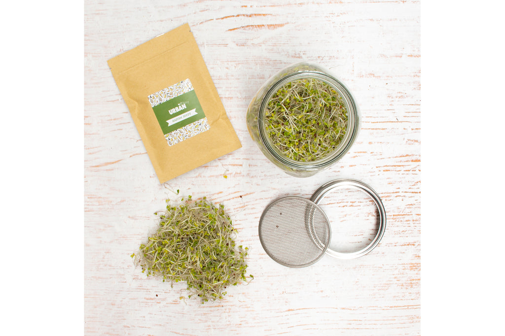 SPROUT JAR KIT - RADISH
