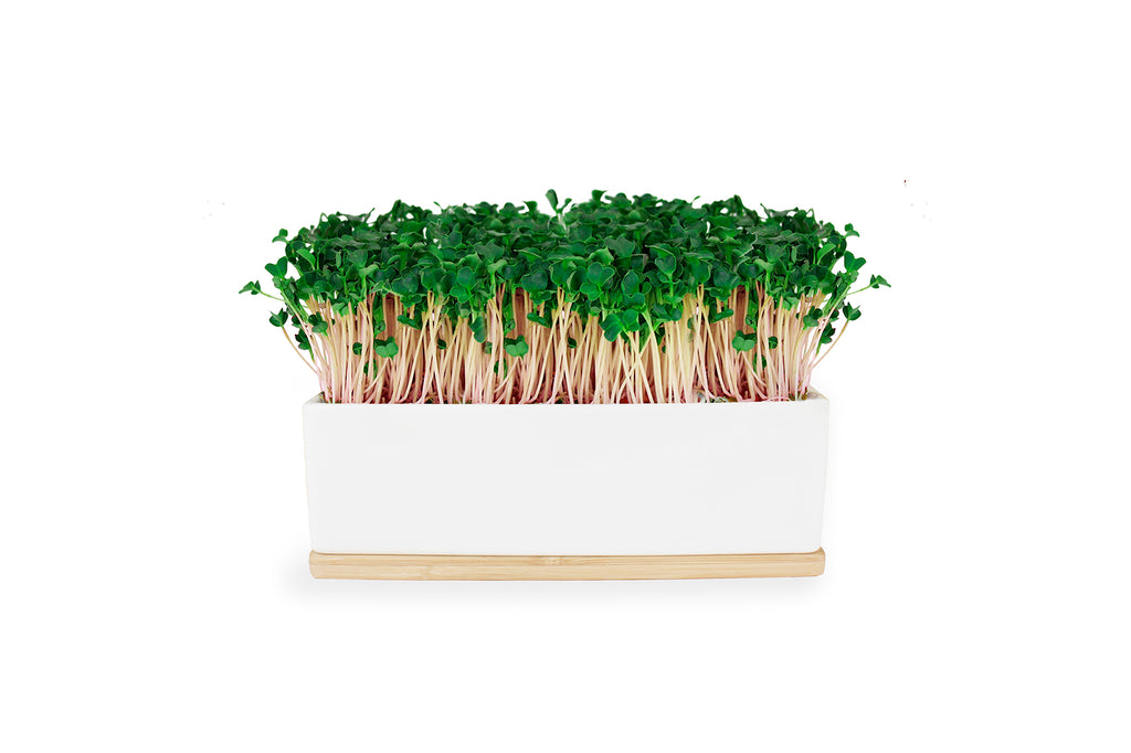 Urban Greens Kale Mini Sprout Garden