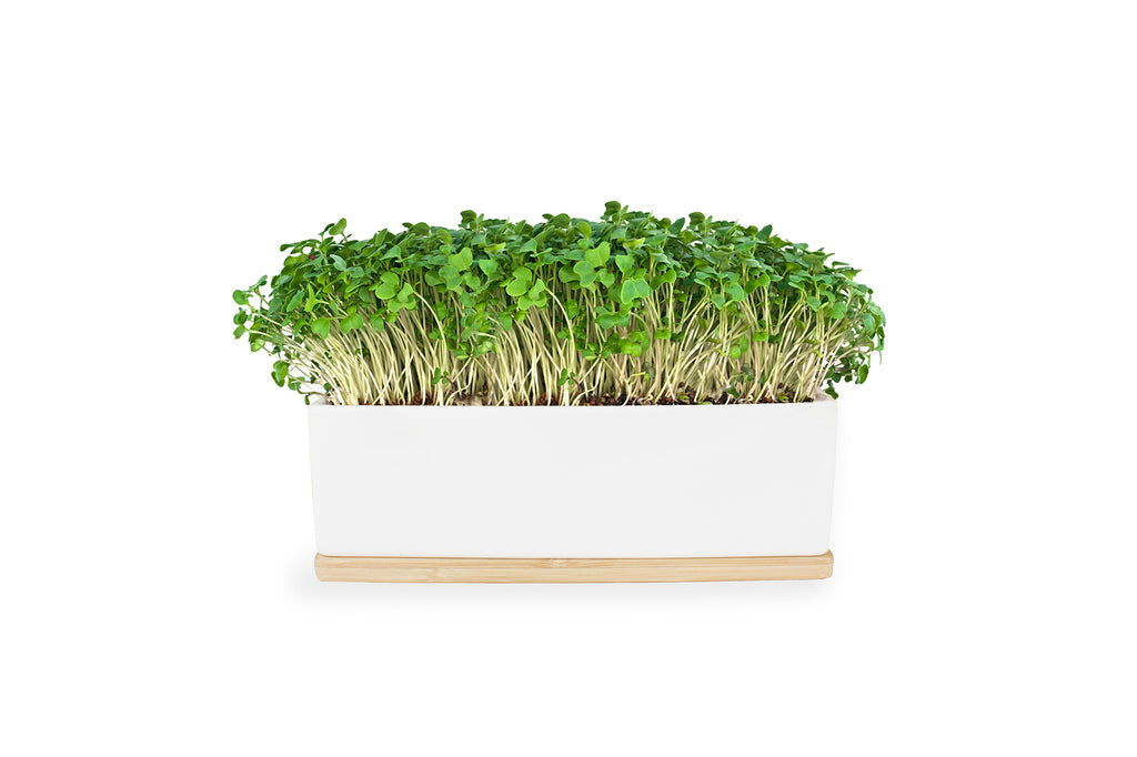 Urban Greens Mustard Mini Sprout Garden