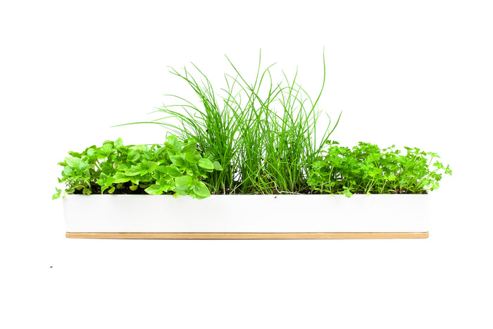 Urban Greens Micro Herbs Windowsill Box Kit