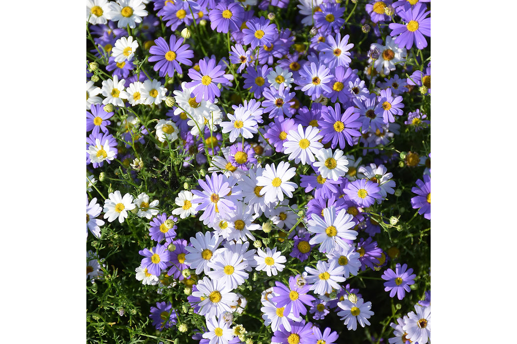 Swan River Daisies