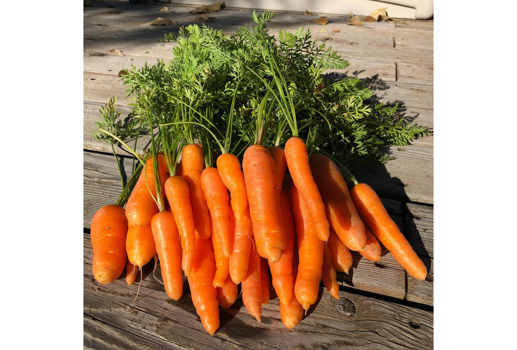 Grow Organic Veggies - Carrots