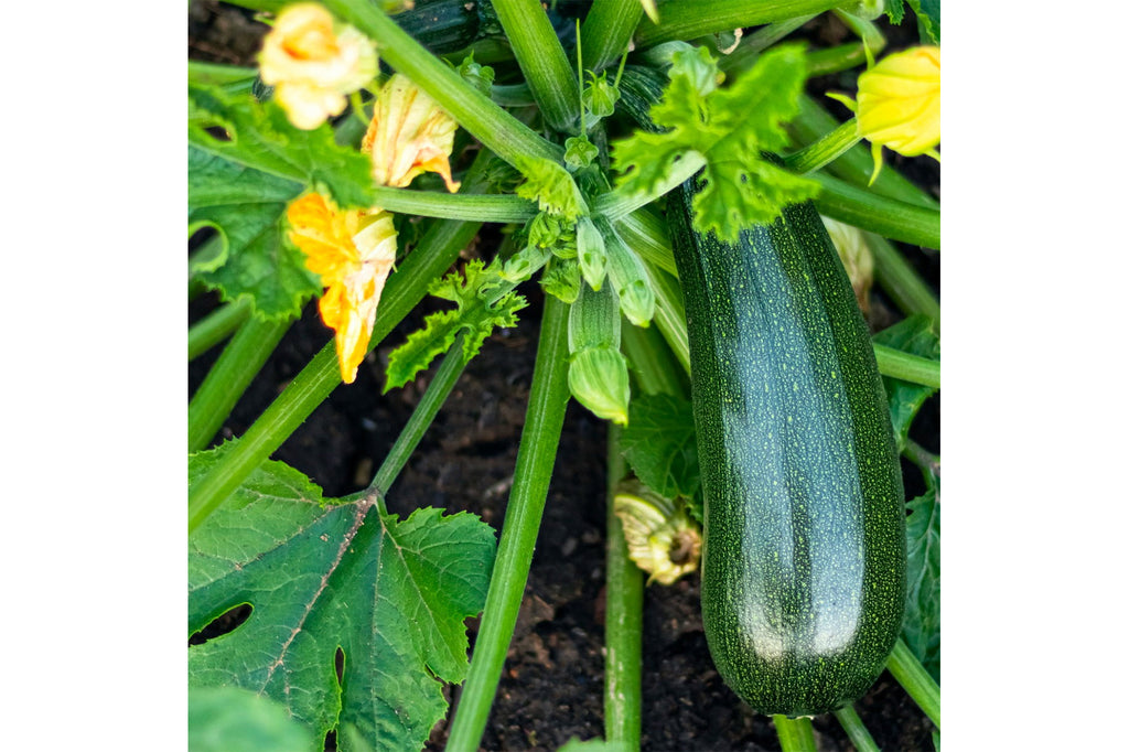 Grow Organic Veggies - Zucchini