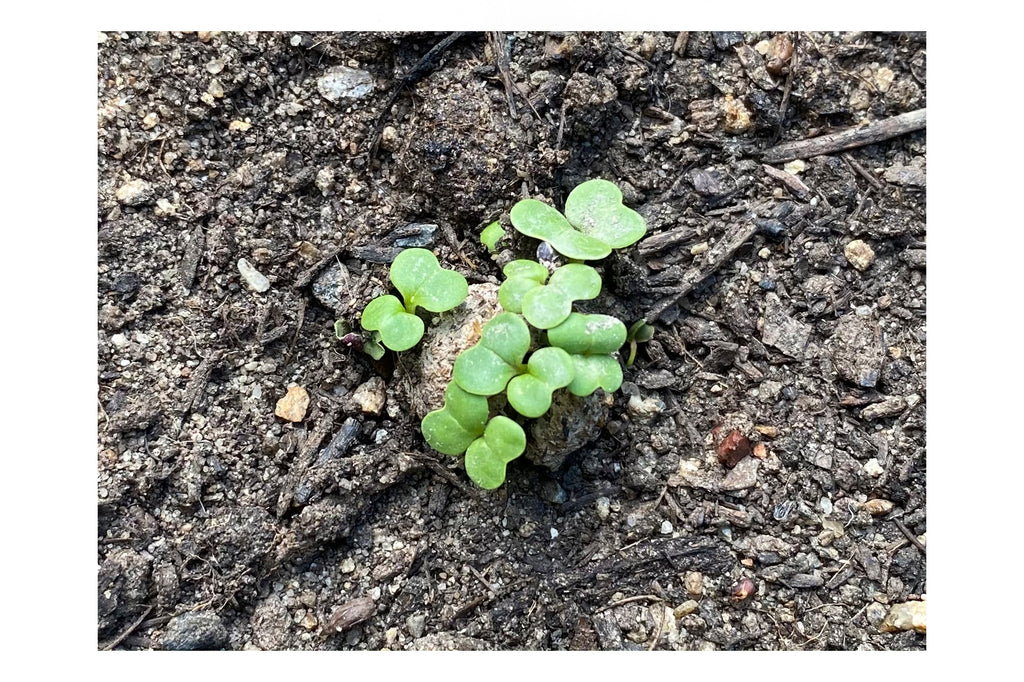 Urban Greens Seed Ball germinating